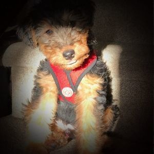 Meet your Posher, Calvin